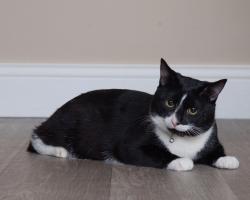 Lost Male Cat last seen Raffaelo VW along the trail behind the dead end., Mount Holly, NC 28120