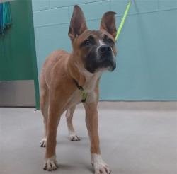 Shelter Stray Male Dog last seen Near WILLOW ST, RENO NV 89502, 2825 Longley Ln Suite A, Reno, NV 89502, USA