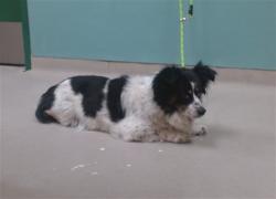 Shelter Stray Male Dog last seen Near BLOCK SLOPE DR, SUN VALLEY NV 89433, 2825 Longley Ln Suite A, Reno, NV 89502, USA