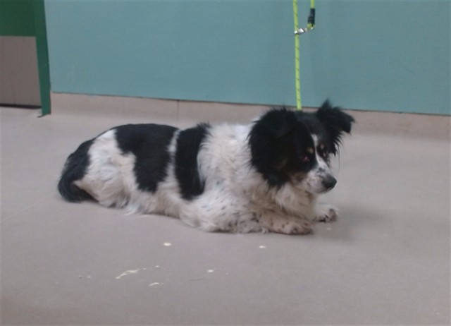 Shelter Stray Male Dog last seen Near BLOCK SLOPE DR, SUN VALLEY NV 89433, 2825 Longley Ln Suite A, Reno, NV 89502, USA