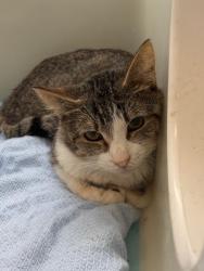 Shelter Stray Male Cat last seen Near BLOCK JOHNDRA AV, BAKERSFIELD, CA, 201 S Mt Vernon Ave, Bakersfield, CA 93307, USA