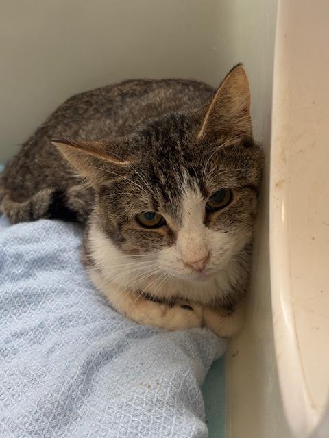 Shelter Stray Male Cat last seen Near BLOCK JOHNDRA AV, BAKERSFIELD, CA, 201 S Mt Vernon Ave, Bakersfield, CA 93307, USA