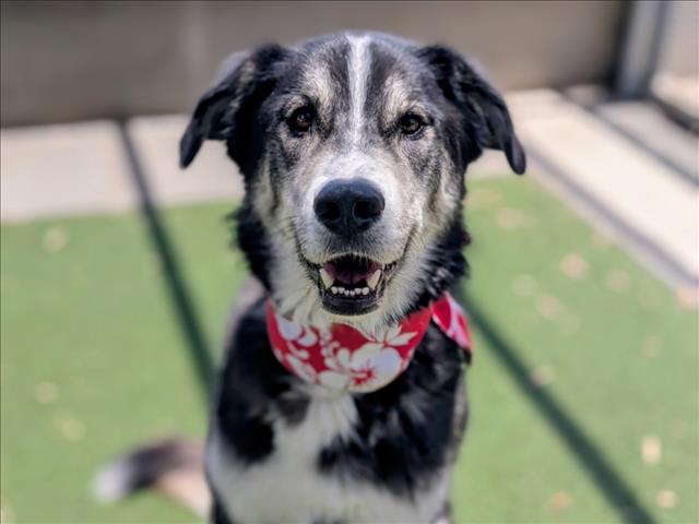 Shelter Stray Male Dog last seen , 957 N Gaffey St, San Pedro, CA 90731, USA