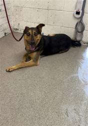Shelter Stray Male Dog last seen Near BLOCK E MONTROSE ST, 333 Chandler Pl, San Bernardino, CA 92408, USA