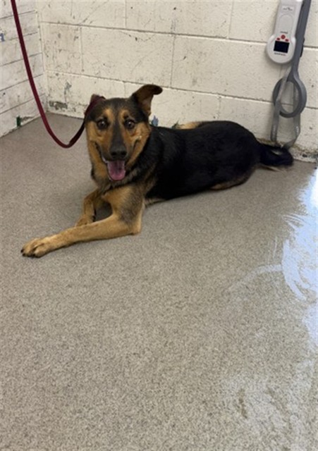 Shelter Stray Male Dog last seen Near BLOCK E MONTROSE ST, 333 Chandler Pl, San Bernardino, CA 92408, USA
