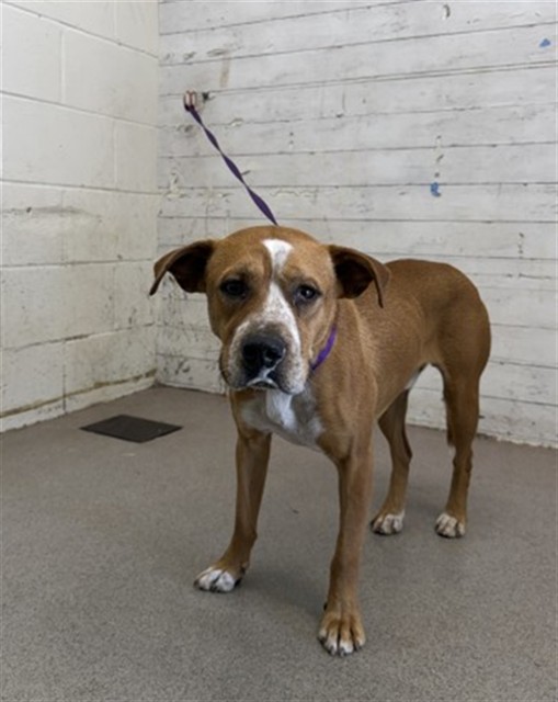 Shelter Stray Male Dog last seen WILLIS DR X COLE ST, 333 Chandler Pl, San Bernardino, CA 92408, USA