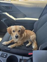 Found/Stray Male Dog last seen Elkelton blvd/Jamacha Rd/Walbollen, Spring Valley, CA 91941
