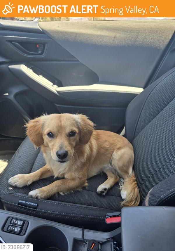 Found/Stray Male Dog last seen Elkelton blvd/Jamacha Rd/Walbollen, Spring Valley, CA 91941