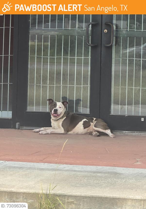 Found/Stray Unknown Dog last seen Near Sherwood Way., San Angelo, TX 76901