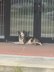 Found/Stray Unknown Dog last seen Near Sherwood Way., San Angelo, TX 76901