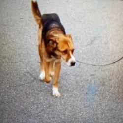 Lost Male Dog last seen Green Cedar, Winston-Salem, NC 27127