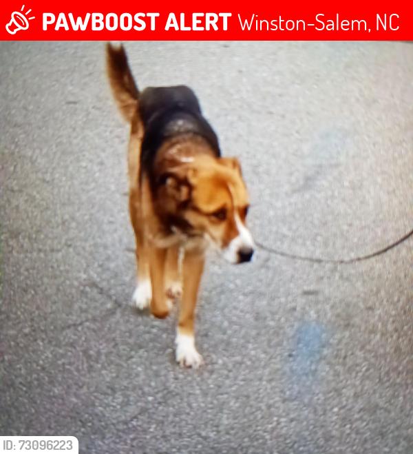 Lost Male Dog last seen Green Cedar, Winston-Salem, NC 27127