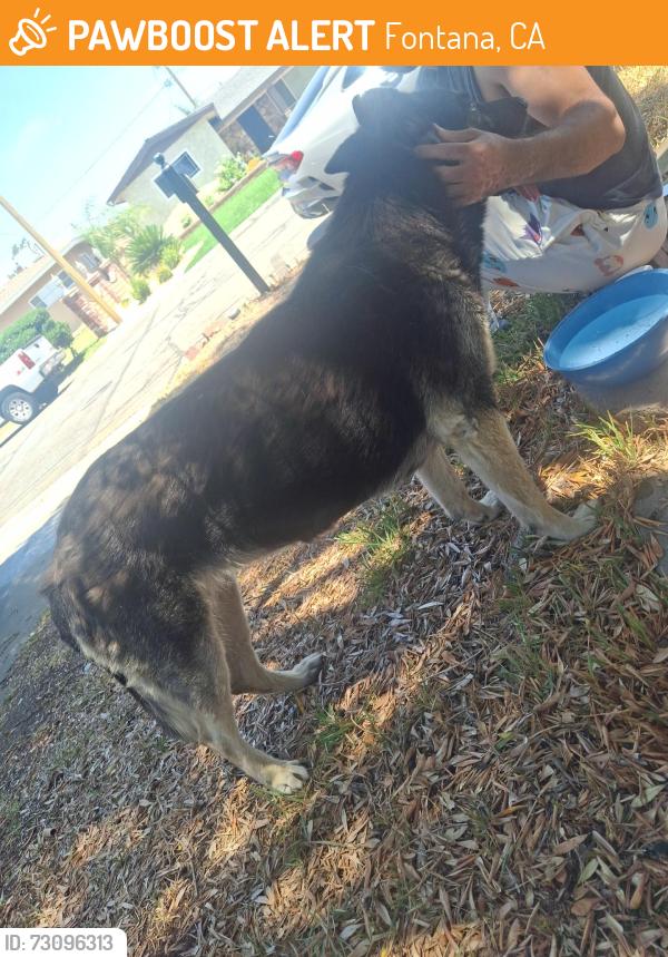 Found/Stray Female Dog last seen Near hibiscus st, Fontana, CA 92335