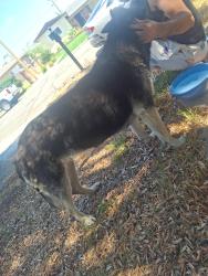 Found/Stray Female Dog last seen Near hibiscus st, Fontana, CA 92335