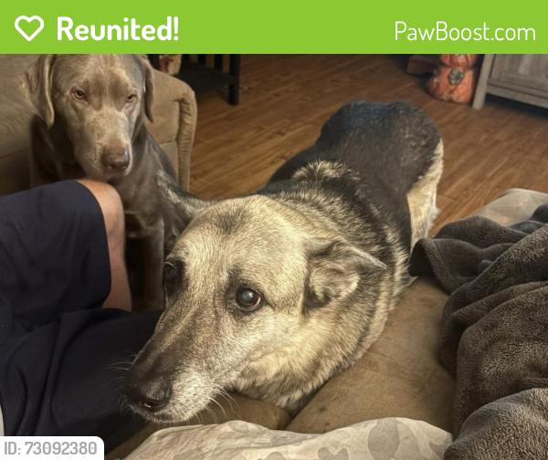 Reunited Female Dog last seen Hummel Ave 9th street , Lemoyne, PA 17043