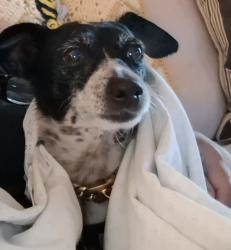 Found/Stray Male Dog last seen Elam road, Murfreesboro, TN 37127