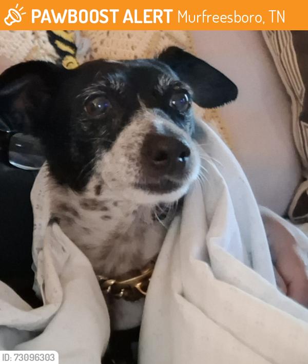 Found/Stray Male Dog last seen Elam road, Murfreesboro, TN 37127