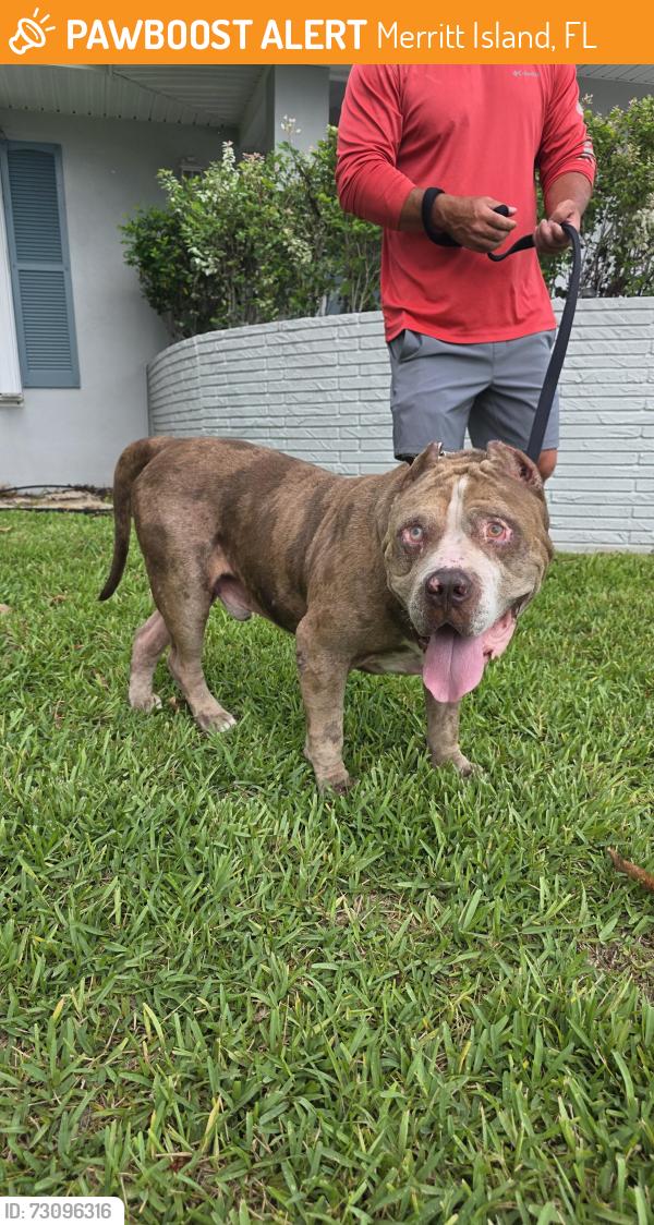 Found/Stray Male Dog last seen Courtenay and 520, Merritt Island, FL 32952