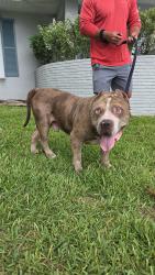 Found/Stray Male Dog last seen Courtenay and 520, Merritt Island, FL 32952