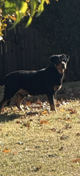 Lost Male Dog last seen rottweiler, Arlington, TX 76017