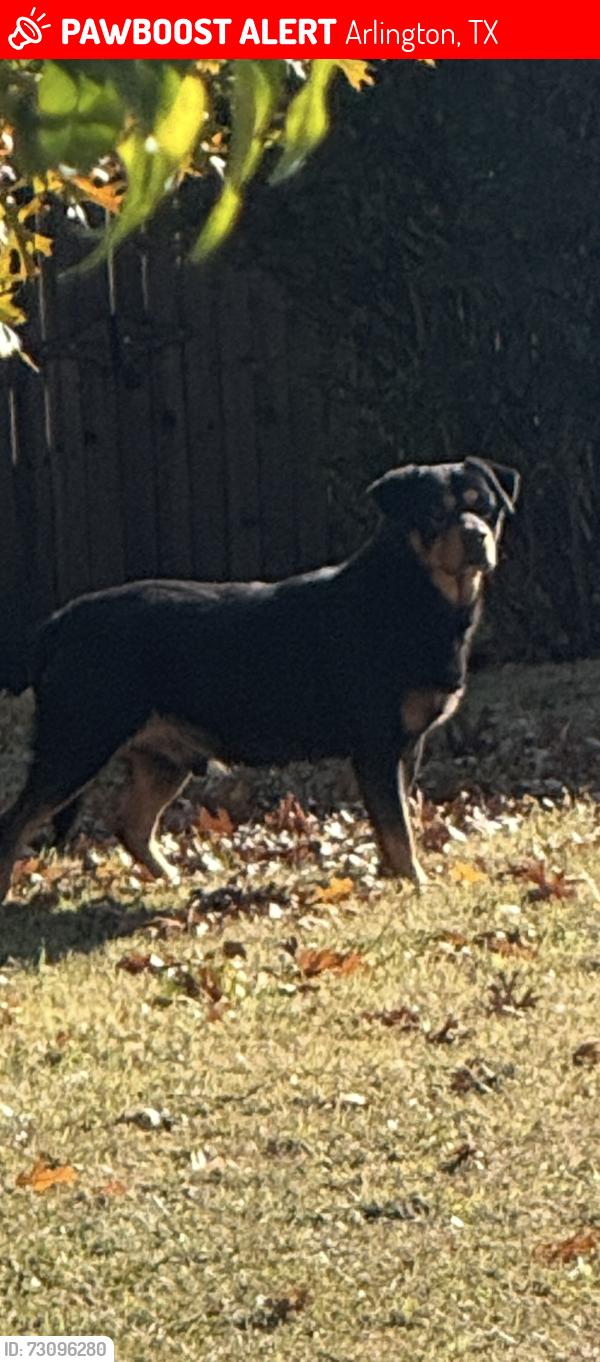 Lost Male Dog last seen rottweiler, Arlington, TX 76017