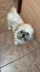Reunited Female Dog last seen Near Mildred ln, Anthony, TX 79821