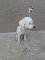 Found/Stray Male Dog last seen Palm Dr., Florida City, FL 33034