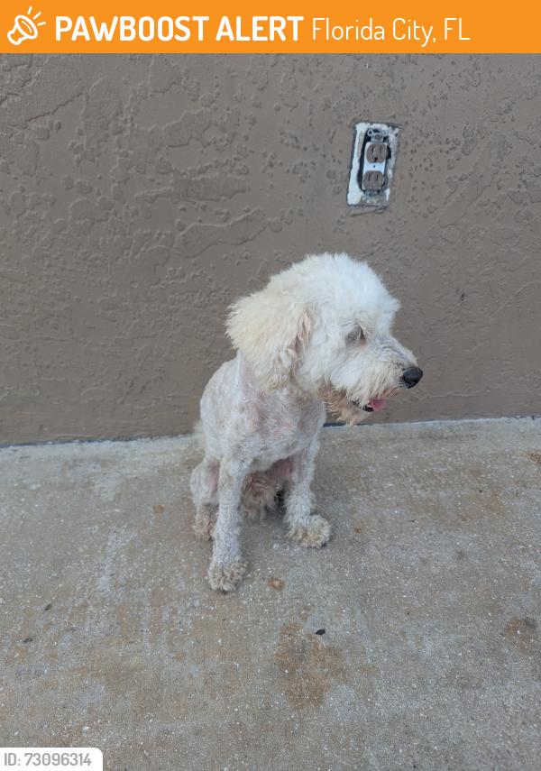 Found/Stray Male Dog last seen Palm Dr., Florida City, FL 33034