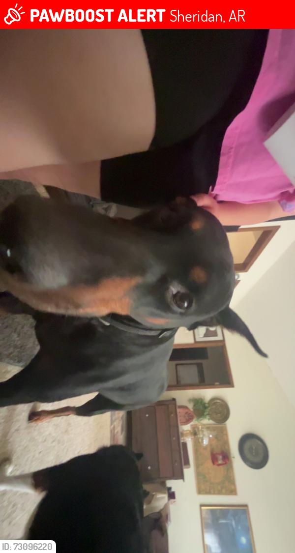 Lost Female Dog last seen Near Grant 75, Sheridan, AR 72150