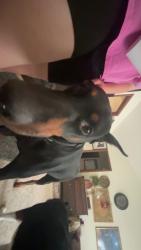 Lost Female Dog last seen Near Grant 75, Sheridan, AR 72150