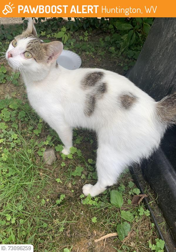 Found/Stray Male Cat last seen Southside area, Huntington, WV 25701