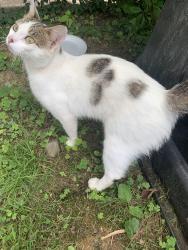 Found/Stray Male Cat last seen Southside area, Huntington, WV 25701