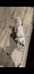 Lost Female Dog last seen Edgemere, in the Tierras area, El Paso, TX 79938
