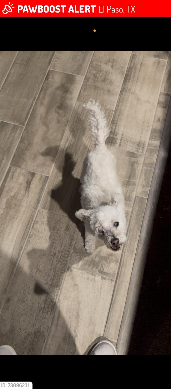 Lost Female Dog last seen Edgemere, in the Tierras area, El Paso, TX 79938
