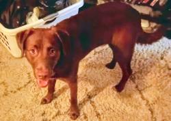 Reunited Male Dog last seen Memorial and 15th, Tulsa, OK 74112