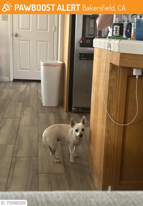 Found/Stray Male Dog last seen Treasure Island & Vanessa Ave, Bakersfield, CA 93312