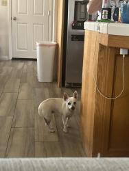 Found/Stray Male Dog last seen Treasure Island & Vanessa Ave, Bakersfield, CA 93312
