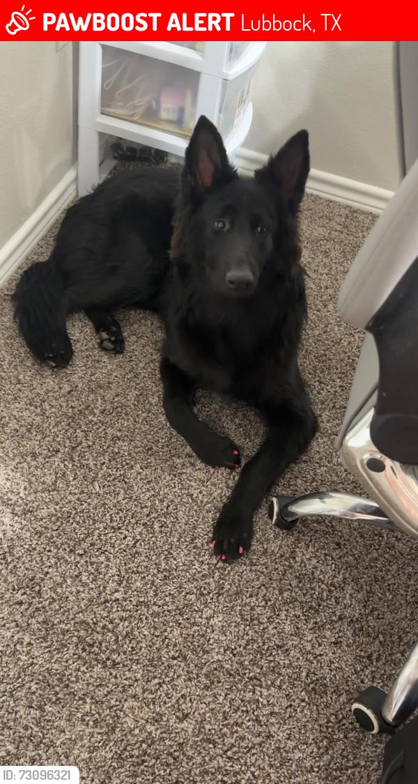 Lost Female Dog last seen Milwaukee, Lubbock, TX 79416