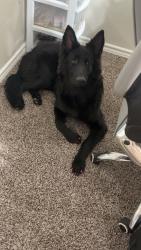 Lost Female Dog last seen Milwaukee, Lubbock, TX 79416