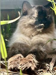 Lost Female Cat last seen Waters Dr. & Crest Forest, Crestline, CA 92325