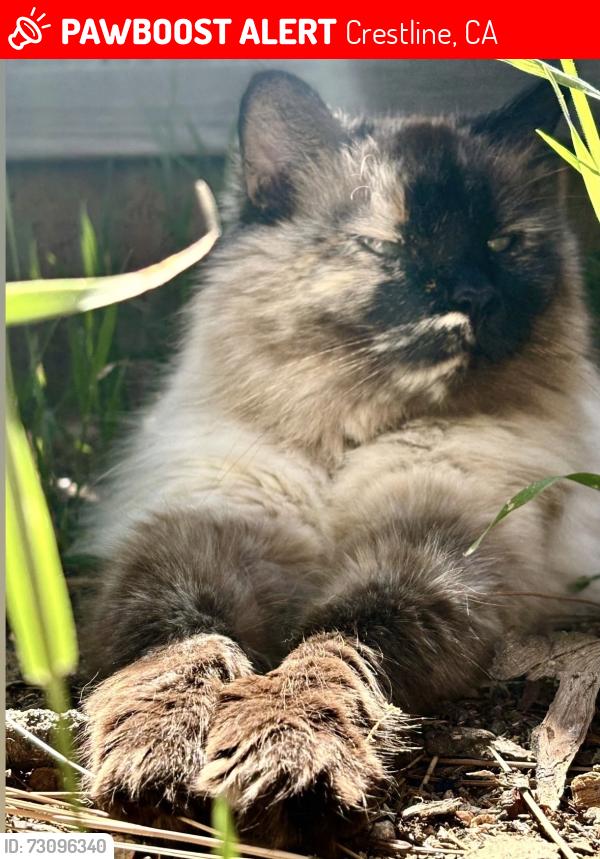 Lost Female Cat last seen Waters Dr. & Crest Forest, Crestline, CA 92325