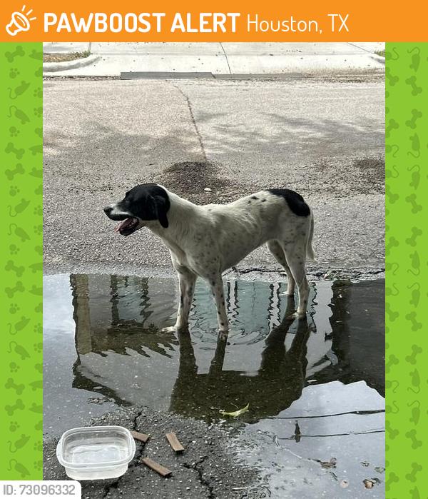 Found/Stray Unknown Dog last seen Lanier Middle School, Houston, TX 77098