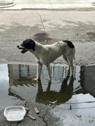 Found/Stray Unknown Dog last seen Lanier Middle School, Houston, TX 77098