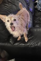 Reunited Female Dog last seen Near headed towards wilson, Lucama, NC 27851