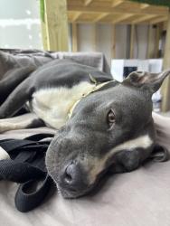 Found/Stray Female Dog last seen Vann Sneed near Pageland, Union County, NC 28103