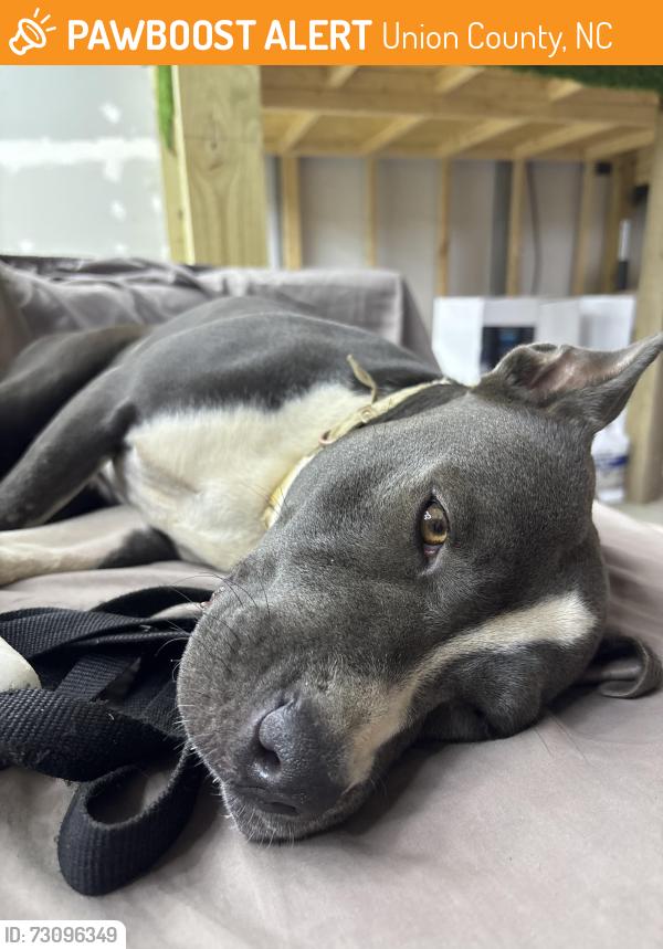 Found/Stray Female Dog last seen Vann Sneed near Pageland, Union County, NC 28103