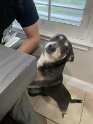 Reunited Male Dog last seen Norway lane Grand Prairie, Grand Prairie, TX 75052