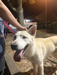 Found/Stray Male Dog last seen at the alessia gardens apmts, Oakwood, GA 30566