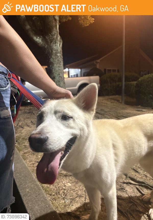 Found/Stray Male Dog last seen at the alessia gardens apmts, Oakwood, GA 30566