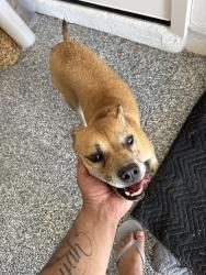 Found/Stray Female Dog last seen Walnut and Gowan, Sunrise Manor, NV 89115